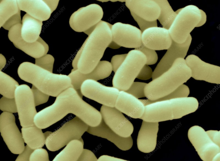 Bifidobacterium bifidum (2.0*1011)